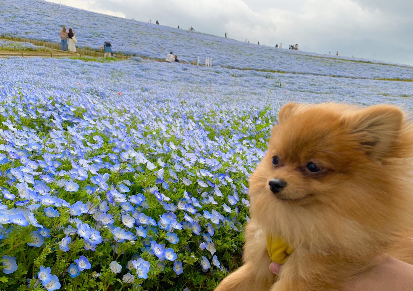 読むと行きたくなる 茨城県 国営ひたち海浜公園 茨城県のペットと行ける場所 Leoの大冒険 ワンちゃんと行ける場所紹介
