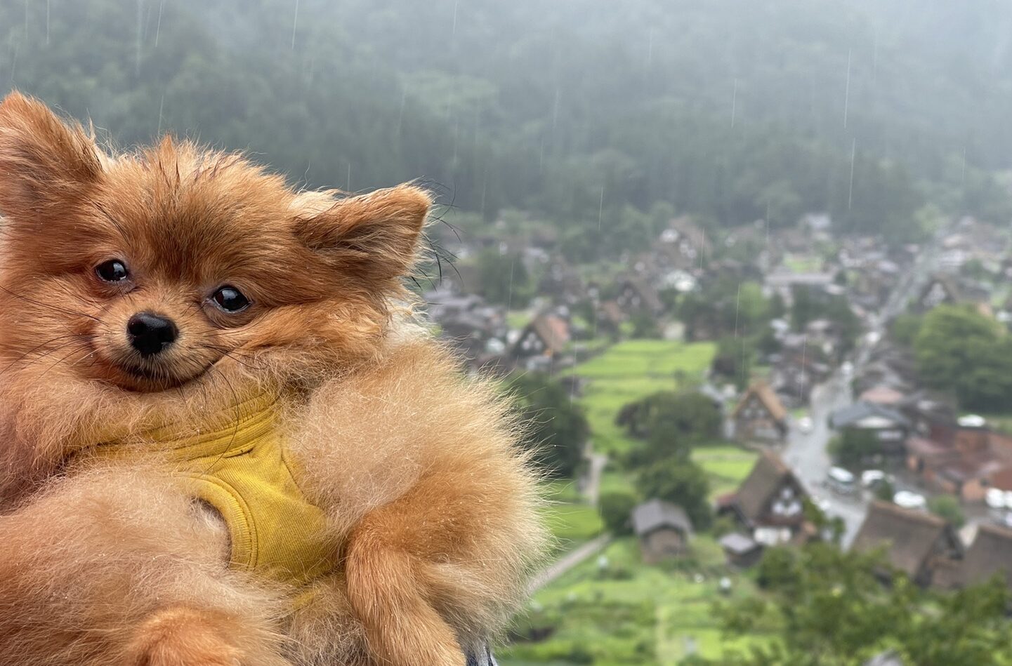 ペット可能な世界遺産 合掌造りで有名 夏の白川郷にレオといく Leoの大冒険 ワンちゃんと行ける場所紹介